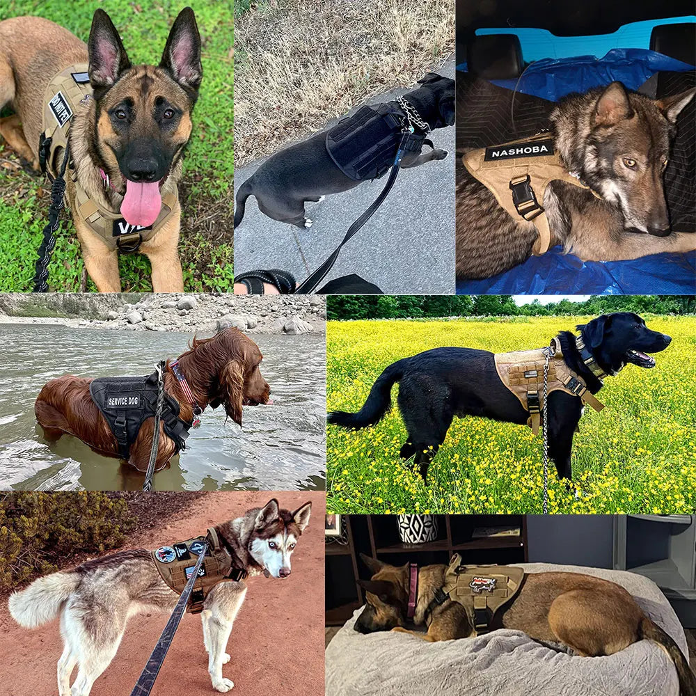 Leash for dogs